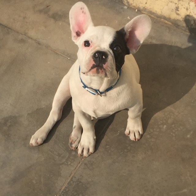 Image of FRENCH BULLDOG posted on 2022-03-26 13:00:08 from GURGAON